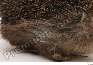 Hedgehog - Erinaceus europaeus  3 body leg whole body…